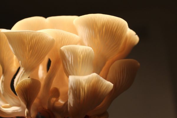 Maîtrisez l"art de cultiver des champignons comestibles à domicile : guide complet des techniques infaillibles !