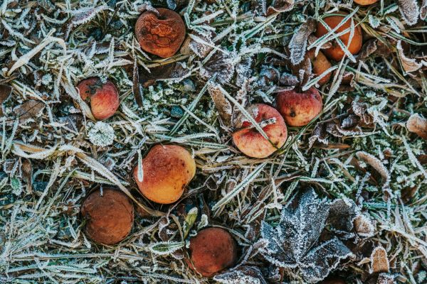 Peut-on composter en hiver? Guide saisonnier du compostage